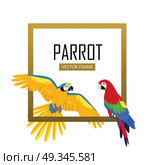 Ara Parrot Flat Design Vector Illustration. Ara parrot vector frame. Birds of Amazonian forests in flat design illustration. Fauna of South America. Beautiful Ara parrots for icons, posters, childrens books illustrating. Isolated on white. Стоковая иллюстрация, агентство Ingram Publishing / Фотобанк Лори