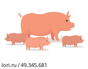 Pig with piglets llustration. Vector in flat style design. Domestic animal. Country inhabitants concept. Picture for farming, animal husbandry, meat production companies. Isolated on white background.. Pigs Flat Design Vector Illustration. On White. Стоковая иллюстрация, агентство Ingram Publishing / Фотобанк Лори