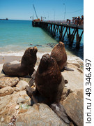 feeding the pelicans and sea lions in the UNESCO World Heritage port city of Valparaiso in Chile. Стоковое фото, агентство Ingram Publishing / Фотобанк Лори