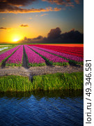 pink, red and orange tulip field in North Holland during spring. Стоковое фото, агентство Ingram Publishing / Фотобанк Лори