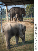elephants in Chitwan. In the jungles of Nepal. Стоковое фото, агентство Ingram Publishing / Фотобанк Лори