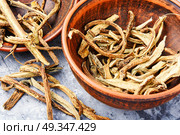 Medicinal root inula. Medicinal raw materials from roots and rhizomes inula.Root elecampane.Inula helenium. Стоковое фото, агентство Ingram Publishing / Фотобанк Лори