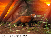Red panda walks in the forest in China. Red panda. Стоковое фото, агентство Ingram Publishing / Фотобанк Лори