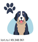 Heavy Bernese Mountain Dog Paw Print Flat Design. Heavy bernese mountain dog flat design on white background. Vector illustration of swiss highland and shepherd dogs. Blue paw print in upper corner of drawing image. Big hound shows pink tongue. Стоковая иллюстрация, агентство Ingram Publishing / Фотобанк Лори