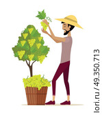Man Picking Grape During Wine Harvest. Man picking grape during wine harvest. Harvesting icon. Smiling vintner harvesting a bunch of white grapes in vineyard. Isolated object in flat design on white background. Vector illustration. Стоковая иллюстрация, агентство Ingram Publishing / Фотобанк Лори