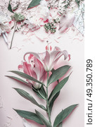 Pastel pink lilies flowers on desktop, top view. Стоковое фото, агентство Ingram Publishing / Фотобанк Лори