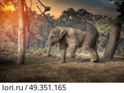 elephants in Chitwan. In the jungles of Nepal. elephants in Chitwan. Стоковое фото, агентство Ingram Publishing / Фотобанк Лори