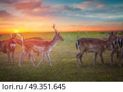 Group rutting red deer on the Veluwe, Netherlands. Group rutting red deer. Стоковое фото, агентство Ingram Publishing / Фотобанк Лори