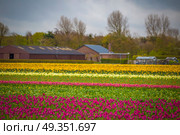 pink, red and orange tulip field in North Holland during spring. pink, red and orange tulip field in North Holland . Стоковое фото, агентство Ingram Publishing / Фотобанк Лори