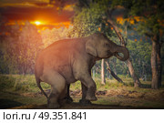elephants in Chitwan. In the jungles of Nepal. elephants in Chitwan. Стоковое фото, агентство Ingram Publishing / Фотобанк Лори