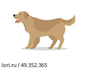Golden Retriever Dog Isolated on White. Labrador. Golden retriever dog isolated on white. Labrador Retriever. Large, strongly built breed with a dense, water-repellant wavy coat. Blonde, yellow, or gold puppy. Series of puppies icon symbols. Vector. Стоковая иллюстрация, агентство Ingram Publishing / Фотобанк Лори