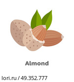 Almond Nuts Vector Illustration in Flat Design. Almond nuts vector in flat design. Traditional raw, salty of fried snack. Diet product, culinary ingredient, spice, source of vitamins, elements, fatty acids and essential oils. Isolated on white. Стоковая иллюстрация, агентство Ingram Publishing / Фотобанк Лори