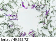 Floral frame made of wild flowers on white background. Summer concept. Flat lay, top view. Floral design and purple flowers arrangement . Mouse pea. Vetch multicolor (Vicia cracca) Стоковое фото, агентство Ingram Publishing / Фотобанк Лори