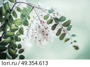 Close up of acacia blossom branch on blurred nature background. Стоковое фото, агентство Ingram Publishing / Фотобанк Лори