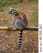 Ring tailed lemurs outdoor forest. Ring tailed lemurs outdoor mother and baby forest. Стоковое фото, агентство Ingram Publishing / Фотобанк Лори