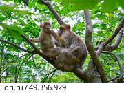 Barbary apes macaca sylvanus macaque monkey. Barbary apes macaca sylvanus macaque monkeys outdoor. Стоковое фото, агентство Ingram Publishing / Фотобанк Лори