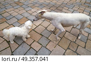 hound and Maltese bichon dogs smelling. hound greyhound and Maltese bichon dogs playing smelling each other. Стоковое фото, агентство Ingram Publishing / Фотобанк Лори