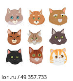 Set of Cat s Faces Vector Flat Design Illustration. Different breed cat s faces. European shorthair, exotic, bengal, somali, maine coon cats heads flat vector illustrations set isolated on white background. For pet shop ad, animalistic hobby concepts. Set of Cat s Faces Vector Flat Design Illustration. Стоковая иллюстрация, агентство Ingram Publishing / Фотобанк Лори