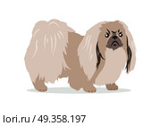 Pekingese Isolated on White Background.. Pekingese isolated on white background. Lion Dog, Peking Lion, Pelchie Dog or Peke. Ancient breed of toy dog, originating in China. Hand drawn home pet. Popular small breed. Series of puppies. Vector. Стоковая иллюстрация, агентство Ingram Publishing / Фотобанк Лори