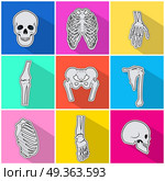 Skelet Icons. Types of Bones on Bright Background. Skeleton icons set. Types of human bones on bright background. White bones, skull, breastbone, pelvis, fingers, radius bone. Anatomy skeleton. Bone structure. Flat design Vector illustration. Стоковая иллюстрация, агентство Ingram Publishing / Фотобанк Лори