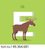Elk with Letter E Isolated. ABC, Alphabet.. Elk with letter E isolated on green. Wapiti bull largest in the deer family. Large mammal moose. Part of alphabetic series with animals. ABC, alphabet. Vector illustration in flat style. Стоковая иллюстрация, агентство Ingram Publishing / Фотобанк Лори