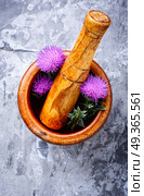 Natural herbal medicine. Wild healing herbs thistle in mortar.Herbal medicine.Onopordum.Herbalism.Thistle. Стоковое фото, агентство Ingram Publishing / Фотобанк Лори