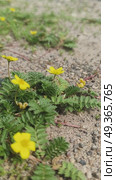 Лапчатка гусиная, или Гусиная лапка (лат. Potentilla anserina) — невысокое многолетнее травянистое растение, вид рода Лапчатка (Potentilla) семейства Розовые (Rosaceae), с толстым и коротким корневищем и ползучими «усами», растет вдоль дороги. Стоковое видео, видеограф Светлана Русских / Фотобанк Лори