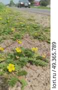 Лапчатка гусиная, или Гусиная лапка (лат. Potentilla anserina) — невысокое многолетнее травянистое растение, вид рода Лапчатка (Potentilla) семейства Розовые (Rosaceae), с толстым и коротким корневищем и ползучими «усами», растет вдоль дороги где мимо проезжают машины. Стоковое видео, видеограф Светлана Русских / Фотобанк Лори