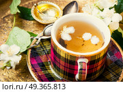 Herbal tea with jasmine. Teacup with tea from jasmine flowers.Green tea. Стоковое фото, агентство Ingram Publishing / Фотобанк Лори