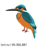 Kingfisher Flat Design Vector Illustration. Kingfisher vector. Predatory birds wildlife concept in flat style design. Tropical fauna illustration for prints, posters, childrens books illustrating. Beautiful kingfisher bird seating isolated on white. Стоковая иллюстрация, агентство Ingram Publishing / Фотобанк Лори