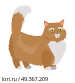 Munchkin cat Vector Flat Design Illustration. Munchkin cat breed. Cute red short-legged cat with raised tail flat vector illustration isolated on white background. Domestic friend and companion animal. For pet shop ad, hobby concept, breeding. Munchkin cat Vector Flat Design Illustration. Стоковая иллюстрация, агентство Ingram Publishing / Фотобанк Лори