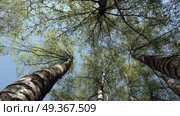 Кроны деревьев раскачиваются ветром. Необычный вид снизу. Май. The crowns of the trees sway in the wind. Unusual view from below. May. Стоковое видео, видеограф Горшков Александр / Фотобанк Лори