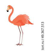 Pink Flamingo Vector Illustration. Wading Bird. Pink flamingo vector illustration isolated on white. Wading bird. Greater flamingo. Lesser flamingo. Chilean flamingo. James s flamingo. Andean flamingo. American flamingo. Phoenicopterus genus. Стоковая иллюстрация, агентство Ingram Publishing / Фотобанк Лори