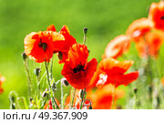 Wonderful poppy field in late may. Red poppies flowers blossom on wild field. Natural drugs. Opium poppy, botanical plant, ecology. Red poppies flowers blossom on wild field. Natural drugs. Стоковое фото, агентство Ingram Publishing / Фотобанк Лори