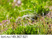 Spring landscape, field of feather grass. Mat grass on a hot summer sultry day. Mat grass on a hot summer sultry day. field of feather grass. Стоковое фото, агентство Ingram Publishing / Фотобанк Лори