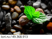 Pebbles with green sprout background. Pebbles with green sprout. Стоковое фото, агентство Ingram Publishing / Фотобанк Лори