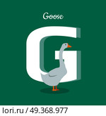 Animal alphabet vector concept. Flat style. Zoo ABC with domestic bird. Fatty goose standing on green background, letter G behind. Educational glossary. For children s books, textbooks illustrating. Animal Alphabet Concept in Flat Design. Animal Alphabet Concept in Flat Design. Стоковая иллюстрация, агентство Ingram Publishing / Фотобанк Лори