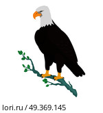 Bald Eagle Flat Design Vector Illustration. Bald eagle vector. Predatory birds wildlife concept in flat style design. North America fauna illustration. Picture for national symbolics, encyclopedia, books illustrating. Isolated on white. Стоковая иллюстрация, агентство Ingram Publishing / Фотобанк Лори