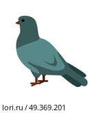 Pigeon flat style vector. Wild and domestic herbivorous bird. World fauna species. Grey dove on white background. For nature concepts, children s books illustrating, printing materials. Pigeon Vector Illustration in Flat Design. Pigeon Vector Illustration in Flat Design. Стоковая иллюстрация, агентство Ingram Publishing / Фотобанк Лори