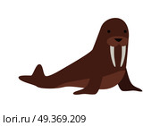 Walrus flat style vector. Wild herbivorous animal. North fauna species. For nature concepts, children s books illustrating, printing materials. Isolated on white background. Walrus Vector Illustration in Flat Design. Walrus Vector Illustration in Flat Design. Стоковая иллюстрация, агентство Ingram Publishing / Фотобанк Лори