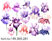 Set with Bright watercolor iris flowers. . Set with Bright watercolor iris flowers. Illustration. Стоковое фото, агентство Ingram Publishing / Фотобанк Лори