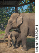 elephants in Chitwan National Park in Nepal. Стоковое фото, агентство Ingram Publishing / Фотобанк Лори