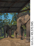 elephants in Chitwan National Park in Nepal. Стоковое фото, агентство Ingram Publishing / Фотобанк Лори