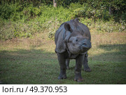 Rhino in Chitwan National Park in Nepal. Стоковое фото, агентство Ingram Publishing / Фотобанк Лори