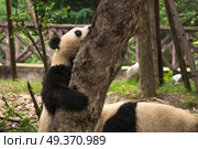 pandas live in a reserve in Chengdu. China. Стоковое фото, агентство Ingram Publishing / Фотобанк Лори