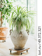 Cozy home interior design with house plants at window. Living room plants. Стоковое фото, агентство Ingram Publishing / Фотобанк Лори