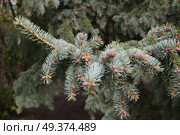 Ветка голубой ели с молодыми розовыми шишками весной. Стоковое фото, фотограф Елена Коромыслова / Фотобанк Лори