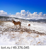 Virgen de la Vega snow village horse in Teruel of Spain. Стоковое фото, агентство Ingram Publishing / Фотобанк Лори