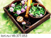 Clover or trefoil flower medicinal herbs.Healing herbs. Healing plant clover. Стоковое фото, агентство Ingram Publishing / Фотобанк Лори