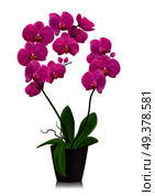 Purple orchid in flowerpot design concept  in realistic style on white background isolated vector illustration. Purple Orchid In Flowerpot. Стоковая иллюстрация, агентство Ingram Publishing / Фотобанк Лори